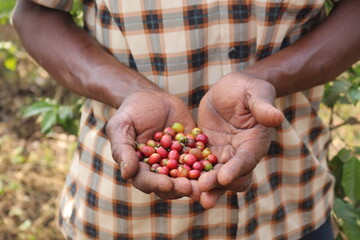 Coffee beans cherry hand