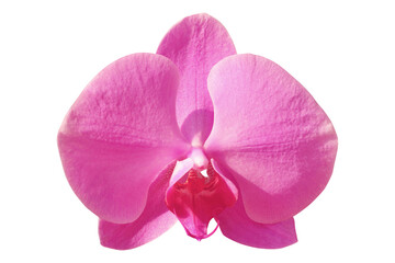 Fototapeta na wymiar Pink orchid flower isolated on white background.