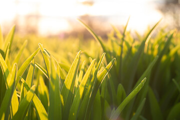 grass and sun