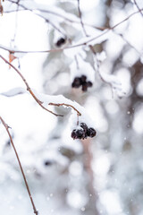 Winter natural background with berries in the forest with snow