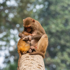 A monkey is feeding its cub 
