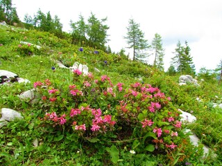 Pink hairy alpenrose (Rhododendron hirsutum) flowers and other yellow flowers in a colorful alpine wild garden