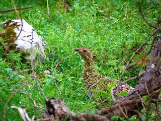 Rock ptarmigan (Lagopus muta) medium sized bird of the grouse family hiding in the grass