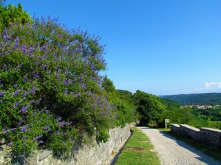 Walking trail next to a purple blooming chaste tree (Vitex agnus-castus) in Stanjel in Karst and...
