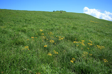 A rare species of ragworts (Senecio papposus) on the Polonyna Wetlinska in Bieszczadzki National Park (Poland).