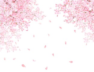 美しく華やかな花びら舞い散る春の桜のアーチの白バックフレーム背景素材