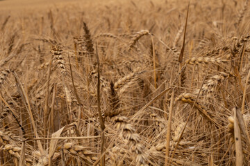 Fototapeta premium cornfield