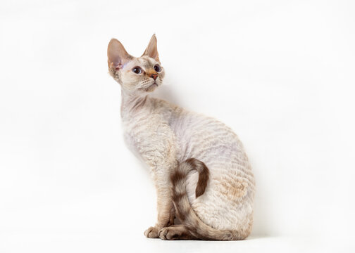 Devon Rex Cat on a white background