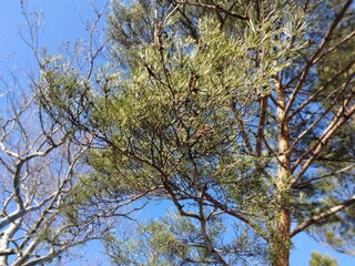 tree in the sky