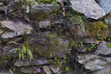 Grey stone wall with green moss, fern, grass and plants, natural rock and greenery texture background