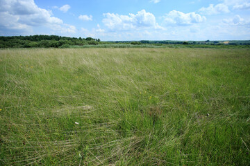 The calcaleorus fens in Sieniocha River Valley (Lublin region, Poland).