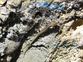 Common wall lizard (Podarcis muralis)