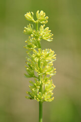 A rare plant of peat bogs - Tofieldia calyculata (German-asphodel) - in the bogs of the Lublin region (Poland)