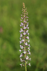 A fragrant orchid (Gymnadenia conopsea) on the xerothermic grassland in Poland