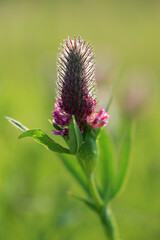 A rare clover species (Trifolium rubens) on the xerothermic grassland in Poland