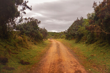 A safari jeep on a dirt road against forest at Aberdare National Park, Kenya