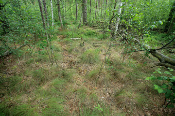 A drained forest peat bog (bog forest) in eastern Poland