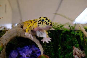 Stuffed Gecko