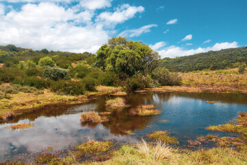 Fototapeta na wymiar Scenic view of a river in the moorland zone of Aberdare National Park, Kenya