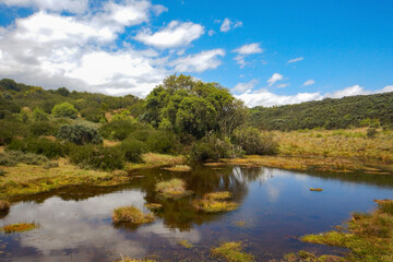 Scenic view of a river in the moorland zone of  Aberdare National Park, Kenya