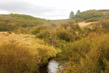 Scenic field against sky in the moorland ecological zone of Aberdare National Park, Kenya 