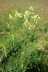 Meadow-rue (Thalictrum lucidum) flowering on a meadow in easter Poland