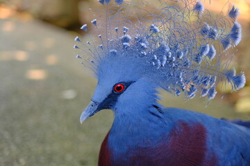 Colorful Blue Bird