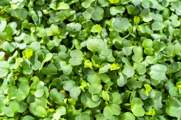 Microgreens
