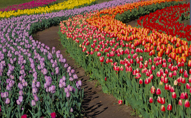 A huge field of bright, blooming tulips in the city park.