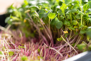 Microgreens