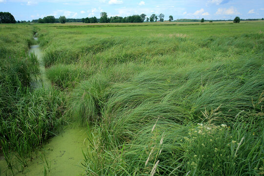 Drained swamp (currently sedge rushes) in eastern Poland