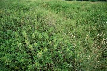 Nitrophilic vegetation poor in species in the place of drained peat bogs in central Poland (Kuyavian-Pomeranian Voivodeship)