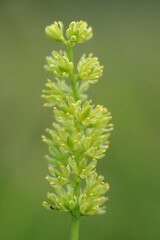 A rare plant of peat bogs - Tofieldia calyculata (German-asphodel) - in the bogs of the Lublin region (Poland)