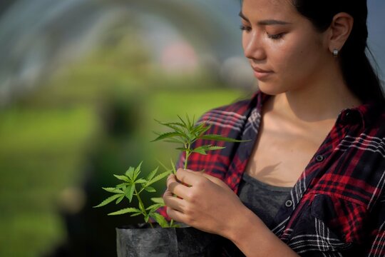 young researcher is researching and experimenting with cannabis cultivation. for the treatment of disease In the greenhouse for planting seedlings, educational concepts