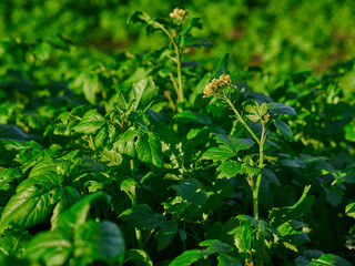 Young fresh rapeseed plants with few flowers