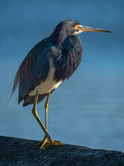 tricolored heron perched on a wooden beam by the  lake