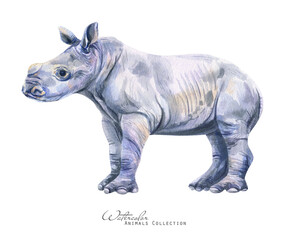 Rhino baby. Watercolor rhinoceros. African animals illustration