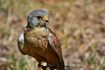 Falke, Turmfalke. Hintergrund, Sperber