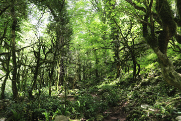 Fototapeta premium Abkhazia.June 01, 2021.Enchanting view of mountain forest.