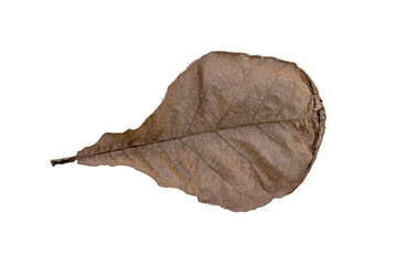 Brown Teak leaf close up on the white background, top view.