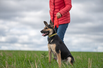 A girl plays with a dog in a field in spring.