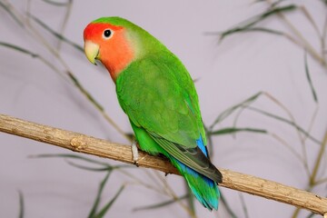 Rosenköpfchen (Agapornis roseicollis) in der Voliere.