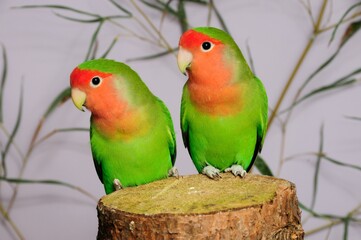 Rosenköpfchen Paar (Agapornis roseicollis) in der Voliere.