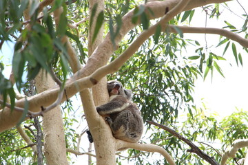 koala in tree