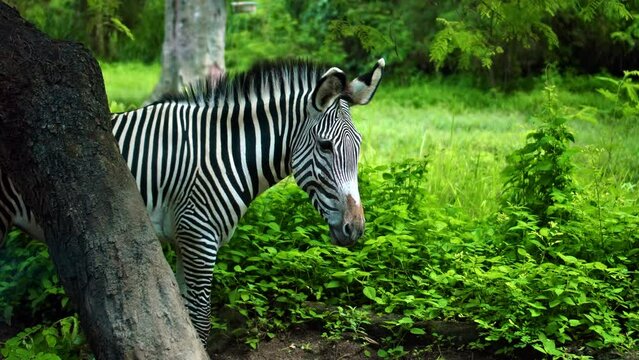 Wild African zebra stay in nature on the ground
