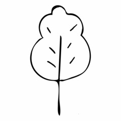 Leaf vector, tree, linear style black contour, hand drawn black leaf. Decorative beauty elegant illustration 