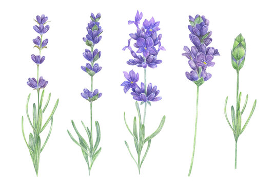 Watercolor lavender flowers set illustration on white background