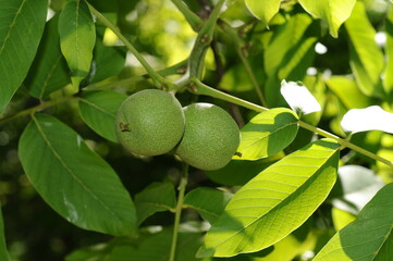 walnuts on a tree