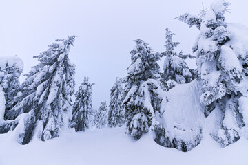 Frozen winter landscape on top of the mountains. Trees are covered in snow after massive snowfall and powerful blizzard. Nature photography.
