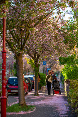 Kirschbl&uuml;te im Fr&uuml;hling